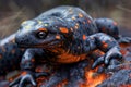 Close up Portrait of a Colorful Spotted Salamander on a Dark Textured Wood Log in Natural Habitat Royalty Free Stock Photo