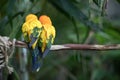 Close-up portrait of a colorful tropical bird. Royalty Free Stock Photo