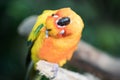 Close-up portrait of a colorful tropical bird.