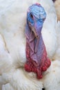 Close up portrait of colorful turkey. Royalty Free Stock Photo