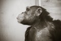 Close up portrait of common chimpanzee feeling sad and thinking about life in black and white Royalty Free Stock Photo