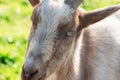 Close-up portrait of a common country goat three-quarters with focus on the eye Royalty Free Stock Photo