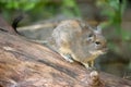 Close up portrait of a common degu