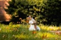 Eastern gray squirrel, alertly standing on two legs. Royalty Free Stock Photo