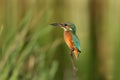 Close up portrait of common kingfisher in soft red evening light. Royalty Free Stock Photo