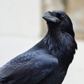 Common raven corvus corax
