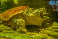 A close up portrait of a Common Snapping Turtle. Royalty Free Stock Photo