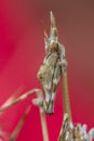 Close up Portrait of Conehead praying mantis on red background