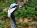 Close up portrait of confused bird.