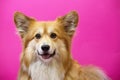 Corgi fluffy portrait