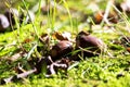 A close up portrait of a couple of acorns lying on some moss in a forest. The oaknuts have lost their cupule and have fallen from