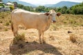 Close up portrait of cow