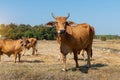 Close up portrait of cow in farm background Royalty Free Stock Photo