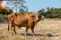 Close up portrait of cow in farm background