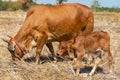 Close up portrait of cow in farm background Royalty Free Stock Photo