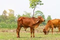 Close up portrait of cow in farm background.