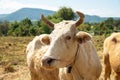 Close up portrait of cow Royalty Free Stock Photo