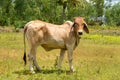 Close up portrait of cow in farm background. Royalty Free Stock Photo