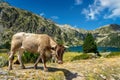 Close up portrait of a cow near Aubert lake in Neouvielle nature reserve, Pyrenees national park France