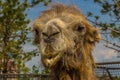 Close-up portrait of a crazy Bactrian camel