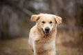 Crazy, cute and happy dog breed golden retriever running in the forest and has fun at sunset Royalty Free Stock Photo