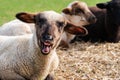 Close-up portrait of a crazy sheep, one cute little lamb with funny face looking at the camera. Blurred background.