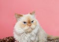 Close up portrait of a cream colored Peke-face Persian Royalty Free Stock Photo