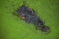 Close up portrait of crocodile in green duckweed Royalty Free Stock Photo