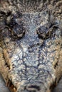 Close-up portrait of crocodile`s face Royalty Free Stock Photo