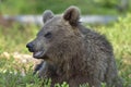 The close up portrait of cub of wild brown bear Ursus arctos Royalty Free Stock Photo
