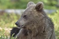 The close up portrait of cub of wild brown bear Ursus arctos Royalty Free Stock Photo