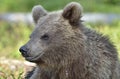 The close up portrait of cub of wild brown bear . Royalty Free Stock Photo