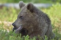 The close up portrait of cub of wild brown bear Ursus arctos Royalty Free Stock Photo