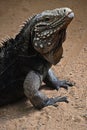 Close up portrait of Cuban ground rock iguana