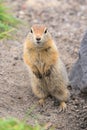 Close up portrait of curious arctic ground squirrel, animal stands on its hind legs and carefully looking at camera