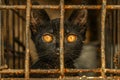 Close up Portrait of a Curious Black Kitten with Bright Orange Eyes Peering Through Rusty Cage Bars Royalty Free Stock Photo