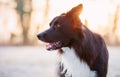 Close up portrait curious border collie dog staring away mouth open. Cold winter season outdoors background, hoar frosted grass