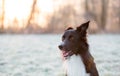 Close up portrait curious border collie dog staring away mouth open. Cold winter season outdoors background, hoar frosted grass