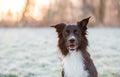 Close up portrait curious border collie dog staring to camera mouth open. Winter season outdoors background, hoar frosted nature Royalty Free Stock Photo