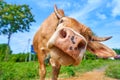 Close up portrait of curious cow grazing on the roadside Royalty Free Stock Photo