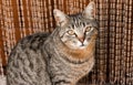 close up of the portrait of a curious domestic cat sitting on a rug close to the door of its house. The cat is looking with