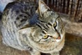 close up of the portrait of a curious domestic cat sitting on a rug close to the door of its house. The cat is looking with