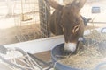 Close-up portrait curious donkey eating hay in a paddock Royalty Free Stock Photo