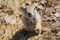 Close-up portrait of a curious gopher sitting in a field