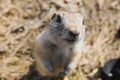 Close-up portrait of a curious gopher sitting in a field