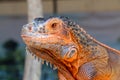 Close-up portrait of curious Iguana reptile. Iguane lizard portrait macro, close-up. Portrait front view to colorful exotic iguana Royalty Free Stock Photo