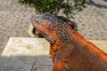 Close-up portrait of curious Iguana reptile. Iguane lizard portrait macro, close-up. Portrait side view to colorful exotic iguana Royalty Free Stock Photo