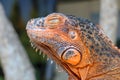 Close-up portrait of curious Iguana reptile. Iguane lizard portrait macro, close-up. Portrait front view to colorful exotic iguana Royalty Free Stock Photo