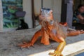 Close-up portrait of curious Iguana reptile. Iguane lizard portrait macro, close-up. Portrait front view to colorful exotic iguana Royalty Free Stock Photo