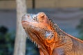 Close-up portrait of curious Iguana reptile. Iguane lizard portrait macro, close-up. Portrait front view to colorful exotic iguana Royalty Free Stock Photo